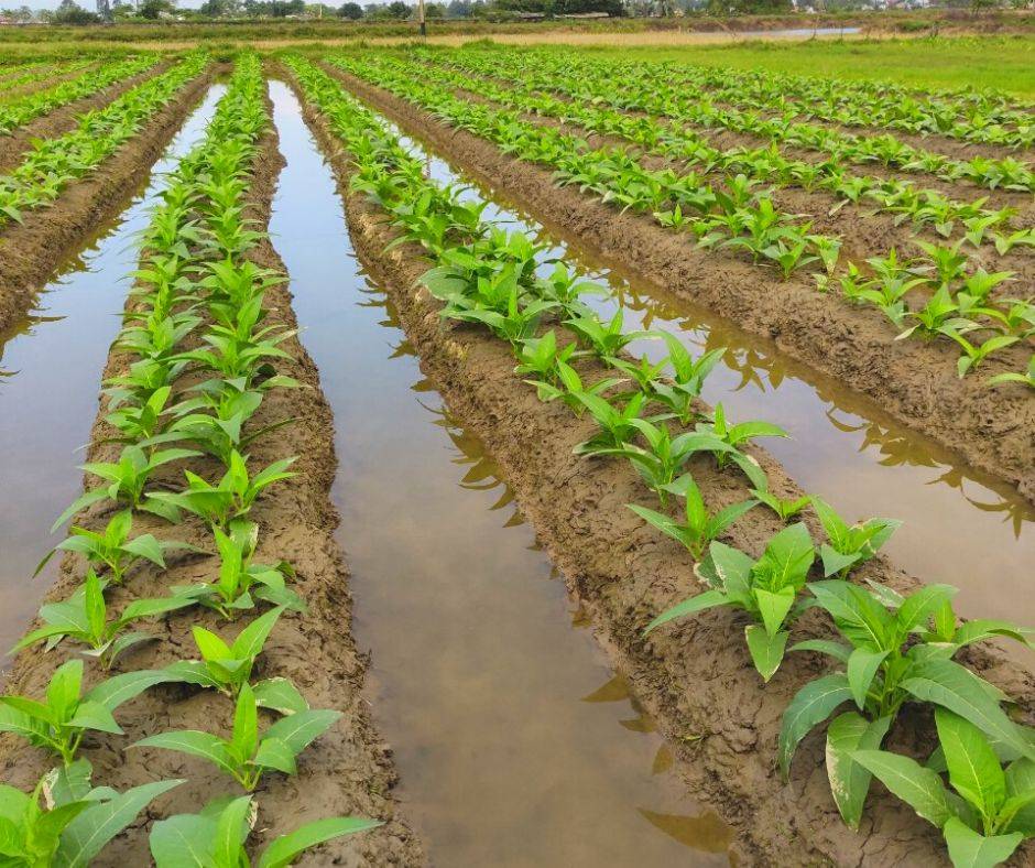 thuốc lào quảng xương