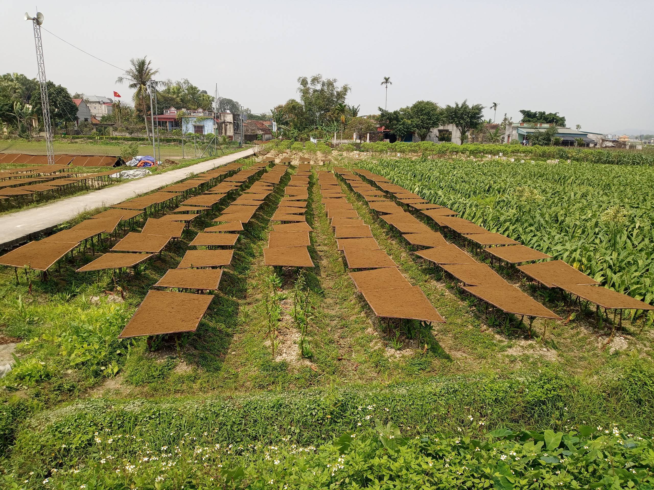 thuốc lào giá bao nhiêu