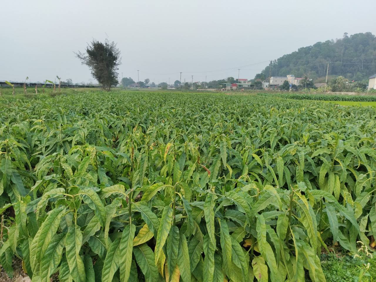 thuốc lào